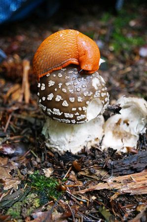 Schnecke Natur